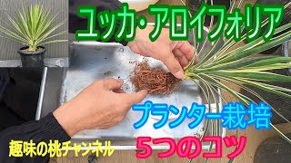 [Yucca aloifolia] 5 Tips for Growing in a Planter 25/8/11