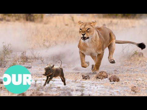 Unbelievable Footage Of Lions Hunting On Warthogs | Our World