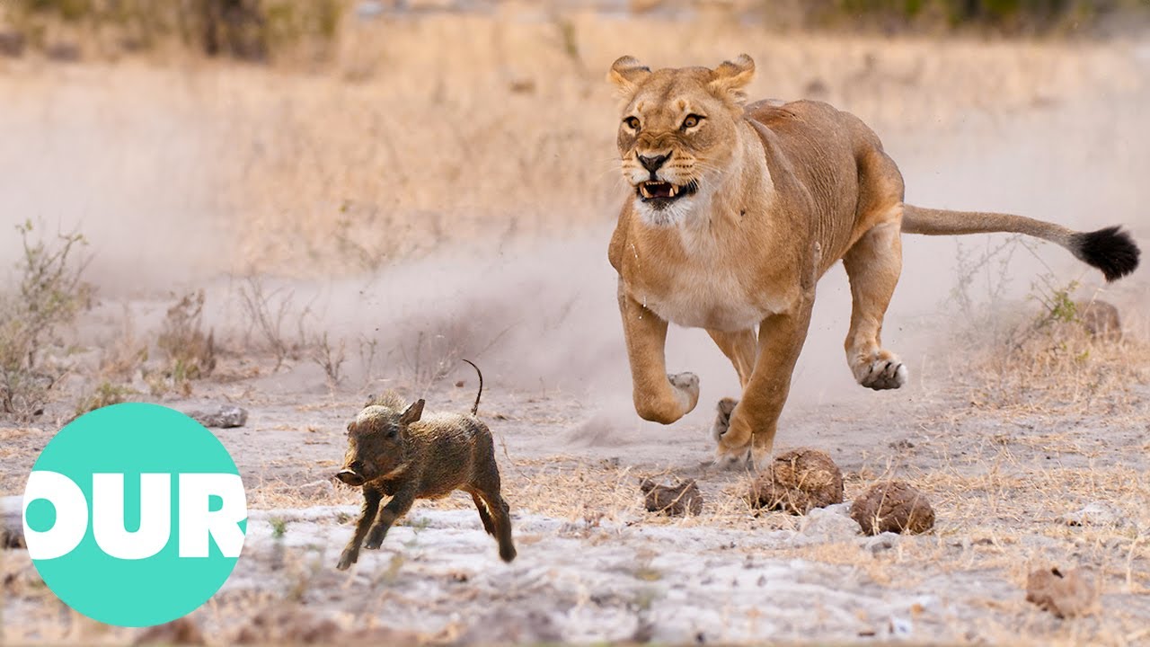 Unbelievable Footage Of Lions Hunting On Warthogs