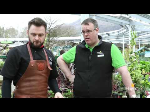 Spatchcock Chicken cooked on the Weber Genesis II 3 Burner BBQ