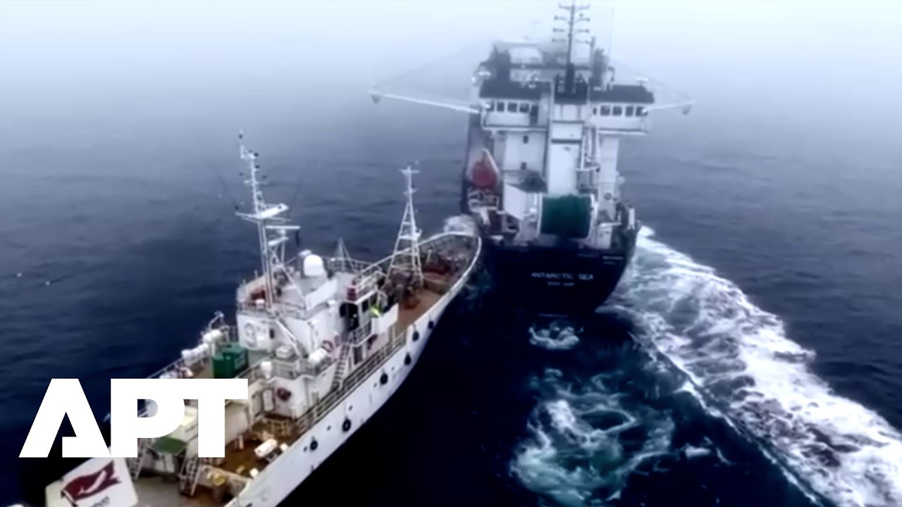 Environmental Activist Vessel Collides With Norwegian Krill Harvester Near Antarctica | APT