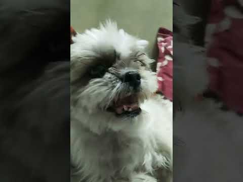 #dog                 #angry shihtzu 😂🐶🐶