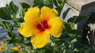 HIBISCUS/GUMAMELA IN TAGALOG