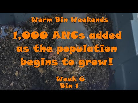 Worm Bin Weekends! Week 6 - Bin 1: 1,000 ANCs added as the population begins to grow!