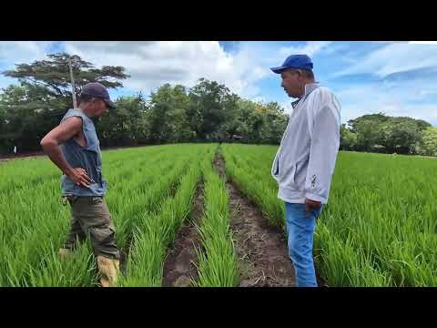 Productores establecen parcelas de arroz de secano en Carazo #inta #agricultura