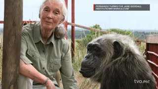 Jane Goodall at 90: Celebrating a Legendary Conservationist | ONsite