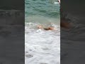 Never Saw It Coming Shorts Fail Funny Waves Sea