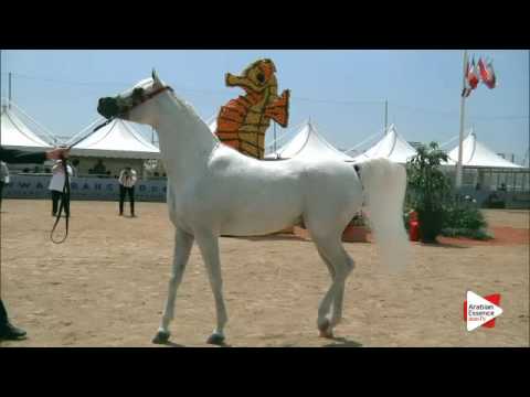 N.142 AL FAKHIR - Menton 2016 - Stallions 8+ years old (Class 10)