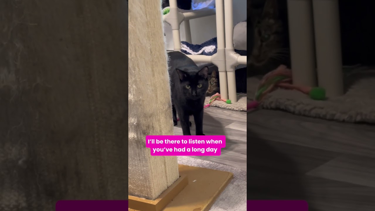 Treat, a Adoptable Domestic Short Hair in Hampton Bays, NY video 6/6