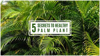 5 SECRETS of a Healthy Areca Palm Plant || Grow Greener & Happier Palms