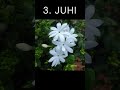 Top 5 Fragrant Scented Flower Plants