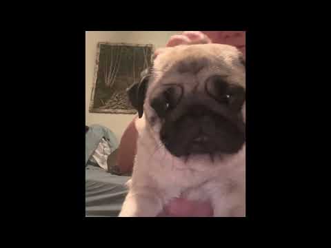 Lilibeth pug is great at nail trimming time