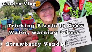 Container Vegetable Gardening Ideas, Tricking Plants to Grow, Watermelon, Tomato, Raised Garden Bed