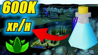 NEW Herblore Method In 2026  - Armadyl Brew Training Guide ( OSRS ) 🪸