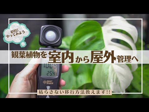室内に持ち込んだり屋外に放置したりできる観賞性の高い吊り下げ式屋外植物  庭園