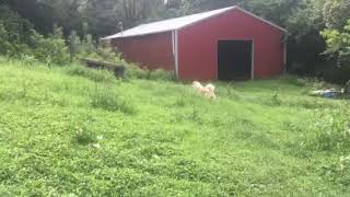 Todd Romping in the pasture