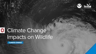 Climate Change Impacts on Wildlife Webinar