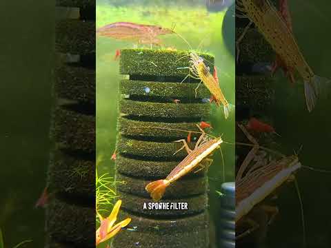 How To Properly OXYGENATE A Shrimp Tank (Most People Miss This!)