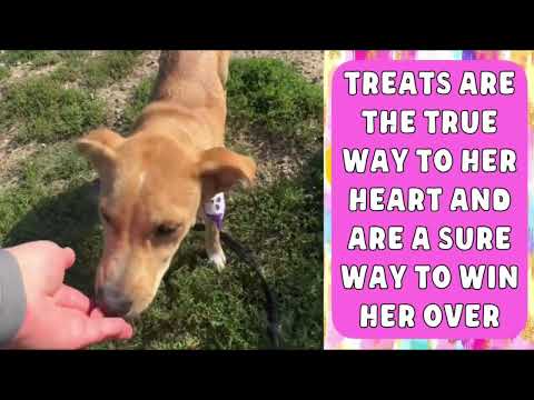 Meet Sofrita At Kc Pet Project
