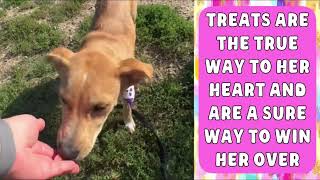 MEET SOFRITA AT KC PET PROJECT