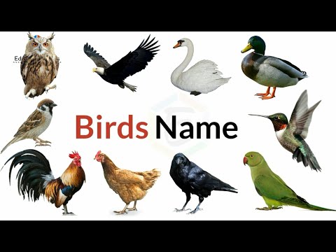Birds Name, 20 birds name, birds name with spellings, pictures