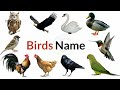 Birds Name, 20 birds name, birds name with spelling pictures