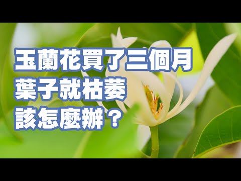 玉蘭花葉子功效