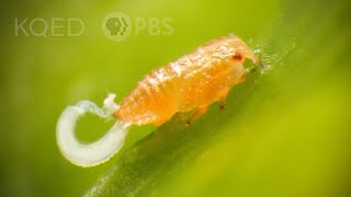 Citrus Psyllids Bribe Ants With Strings Of Candy Poop | Deep Look
