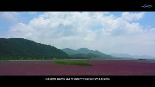 Beautiful scenery in korea /순천의 숨은 명소 /농주마을 칠면초 군락지/와온해변