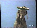 Sesame Street Wegman S Dogs B