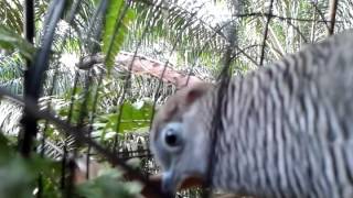 Download lagu pikat merbuk si lucky star vs bh butterfly~ mp3 Download lagu pikat merbuk si lucky star vs bh butterfly~ mp3