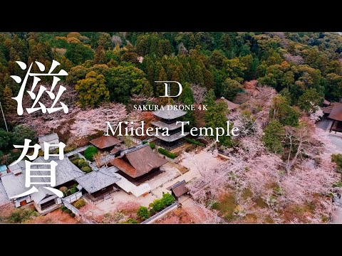 [SAKURA DRONE] ｜三井寺（Miidera Temple, Onjo-ji）滋賀県大津市｜桜ドローンプロジェクト 4K