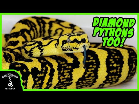 Krajta kobercová (Morelia spilota) — chov, terárium a starostlivosť