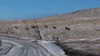 preview picture of video 'Bull Elk Running in Central Montana'