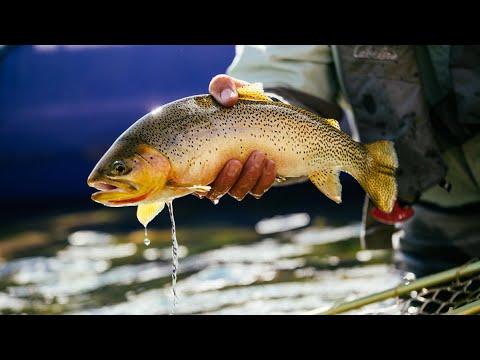 Fishing BC Presents: Dry Fly River Fishing in Cranbrook, BC