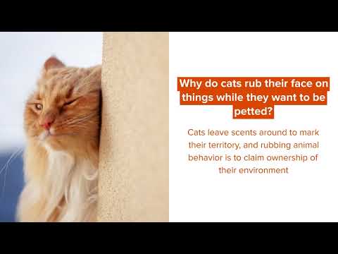 Why Do Cats Rub Their Face On Things? Animal Behavior Facts For Kids!