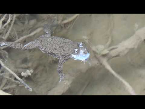 Bombina variegata (Yellow fire-belied toad)