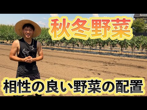 トマトの隣にどの花を植えますか?良い植物の組み合わせ  庭園