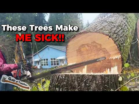 The City Called in the BIG GUNS for this Huge Tree Removal