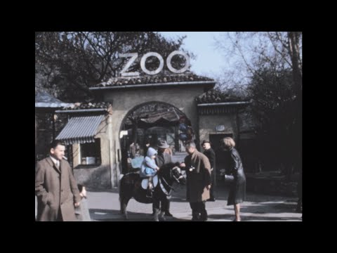 Milan (zoo) 1969 archive footage