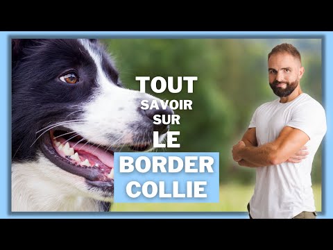 , title : 'Race de chien Border Collie : caractère, dressage, comportement, santé de ce chien de race...'