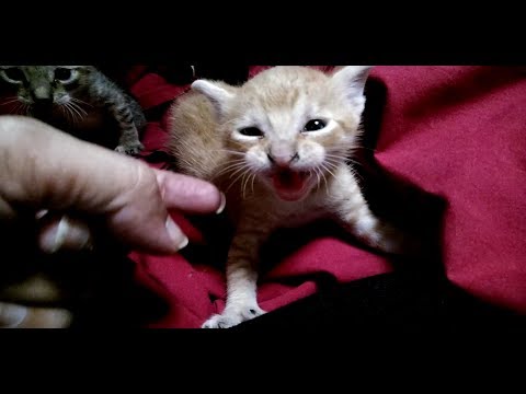 How To Hand Tame A Feral Kitten In Minutes