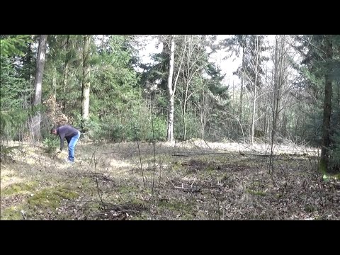 Bonsai 2020-11 - Yamadori hunt - out and about in the forest!