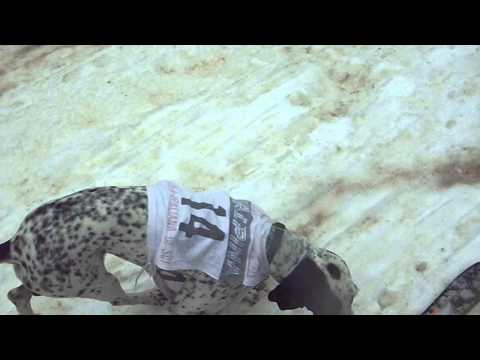 BALDO Club Alpino Italiano Tarvisio