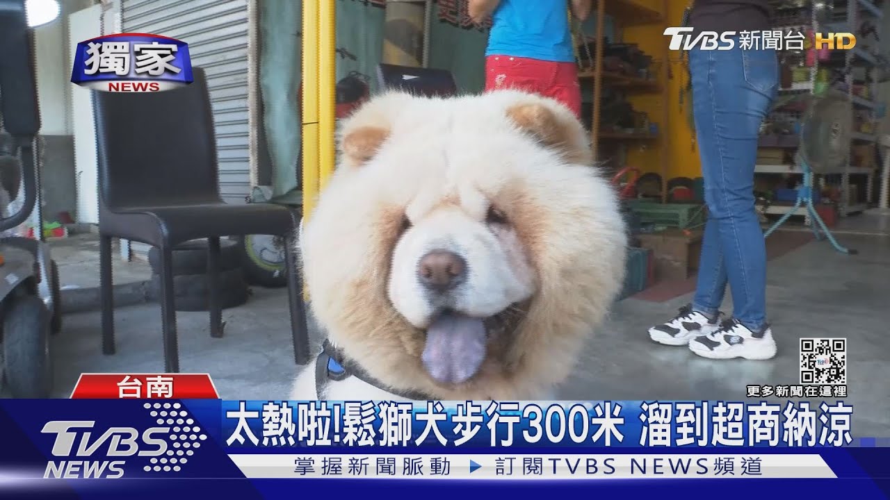 懂得享受！鬆獅犬「大熊」偷溜出門　竟到超商爽吹冷氣