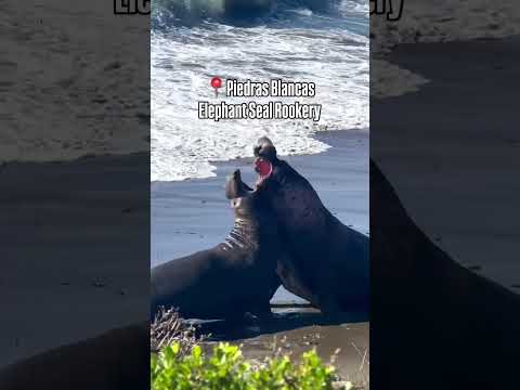 Thousands of Giant Elephant Seals… FREE to Visit! 🦭