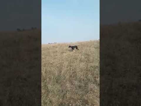 Bıldırıcın Av Videoları 12 Bıldırıcın Av Videoları 12