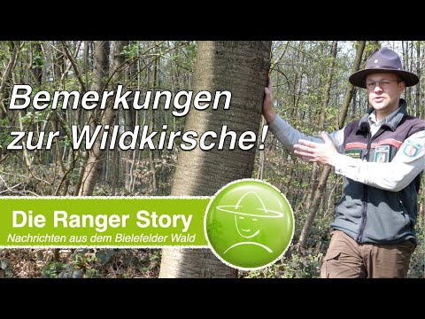 Bemerkungen zur Wildkirsche!