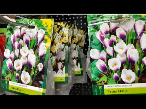 Семена И Луковицы Цветов Купить В Москве