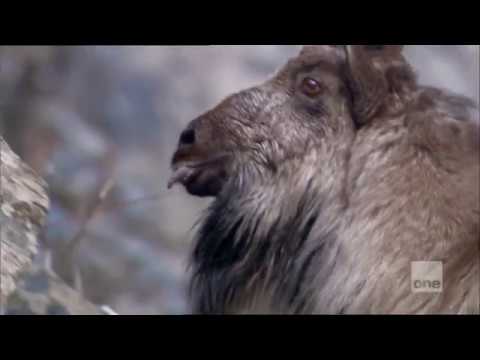 David Attenborough's The Himalayas ONE 2017 02 25 21 19 18